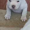 Pocket american bully pups 1000