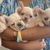 French Bulldog puppies