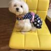 Maltese Female Purebred Dual Pedigree - Intact AKC & CKC