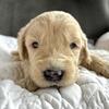 Goldendoodle! Ready for snuggles this Christmas!