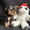 Yorkie pups!