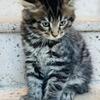 Maine Coon Kittens Sarasota