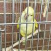Quaker parrots 