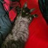 Male Russian Polydactyl Main Coon rehoming! Pet only!