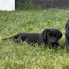 AKC Labrador retriever