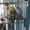 3 parakeets 