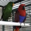 YOUNG PAIR OF ECLECTUS PARROTS (SOLD)