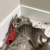  Adorable Tabby Kittens Ready for Loving Homes Soon! 