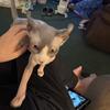 Elf female sphynx kitten