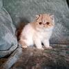 SOLD CFA Exotic Shorthair female