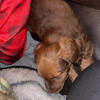 One puppy left ! Mini dachshund 