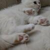 Murr.. Scottish Straight kitten, friend, antidepressants,  male, white with caramel . Ready , trained,