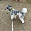 Proven Stud Service - Kuzco - Blue Merle Moyen Parti Poodle, Allegan, Michigan