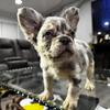 Male Full Fluffy French Bulldog Puppy