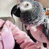 Congo African Grey
