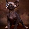 TICA Registered DBE Sphynx 