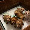 Micro Exotic bully pups!