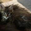 Female Maine Coon kitten for sale