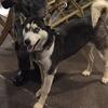 Sweet female Siberian husky 