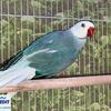 Blue Clear tail Indian ringneck 