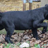 AKC & ICCF registered Cane Corso pup FEMALE