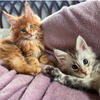 Orange green eyed male Maine Coon kitten 