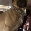 3yr Male Bullmastiff Needing Rehomed
