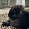 Giving away a rabbit to a loving home 