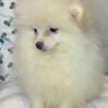Pomeranian puppy female Cuddles