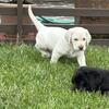 Lab puppies
