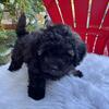 Miniature poodle 