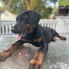 Doberman/rottie 
