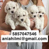 Bichon Frise Puppies UKC Hypoallergenic