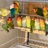 Lovebirds