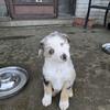 AKC Australian Shepherd Pups 