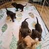 5 male dachshund puppies