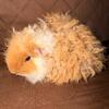 TEXEL Guinea pig. STUNNING coat