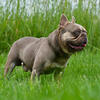 Isabella tricolor french bulldog stud 