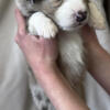Ckc australian shepherd puppies