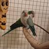 Quaker Parrots 