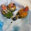 Red factor sun conures babies