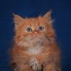 Amazing Siberian kittens from reputable breeder, hypoallergenic TICA registered
