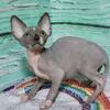 Jingo Purebred Sphynx Kittens – Health Guaranteed – Ready Now! 