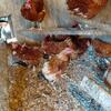 Red laying hens