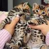 Bengal kittens