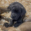 FULL AKC CANE CORSO PUPPIES (READY) LONDON, OHIO