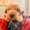 Red golden retriever puppy (black boy) 