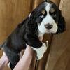 AKC English Springer Spaniel 