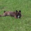 Boston terrier pug mix