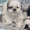 Male shih tzu puppy